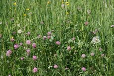 Sommerwiese-Rotklee-022.jpg